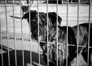 Depois de perder o dono, cachorro idoso se isola e família luta para reacender sua alegria