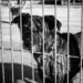Depois de perder o dono, cachorro idoso se isola e família luta para reacender sua alegria