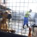 Depois de perder o dono, cachorro idoso se isola e família luta para reacender sua alegria