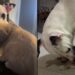 Nina passou fome e medo nas ruas e nunca imaginou que alguém abriria a porta e mudaria sua vida