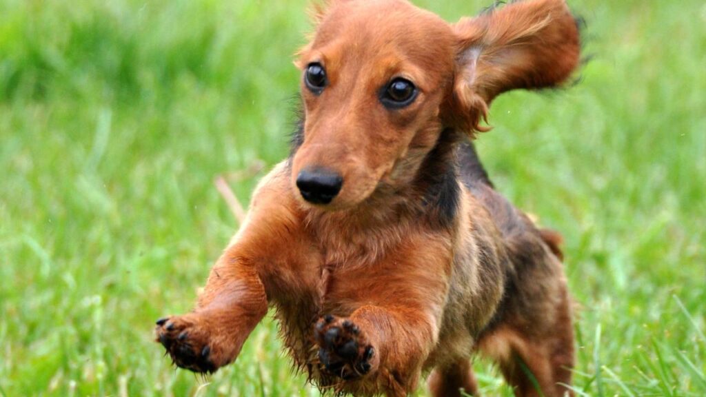 Cachorro espera 30 dias pela dona internada e sua reação ao reencontro emocionou a internet