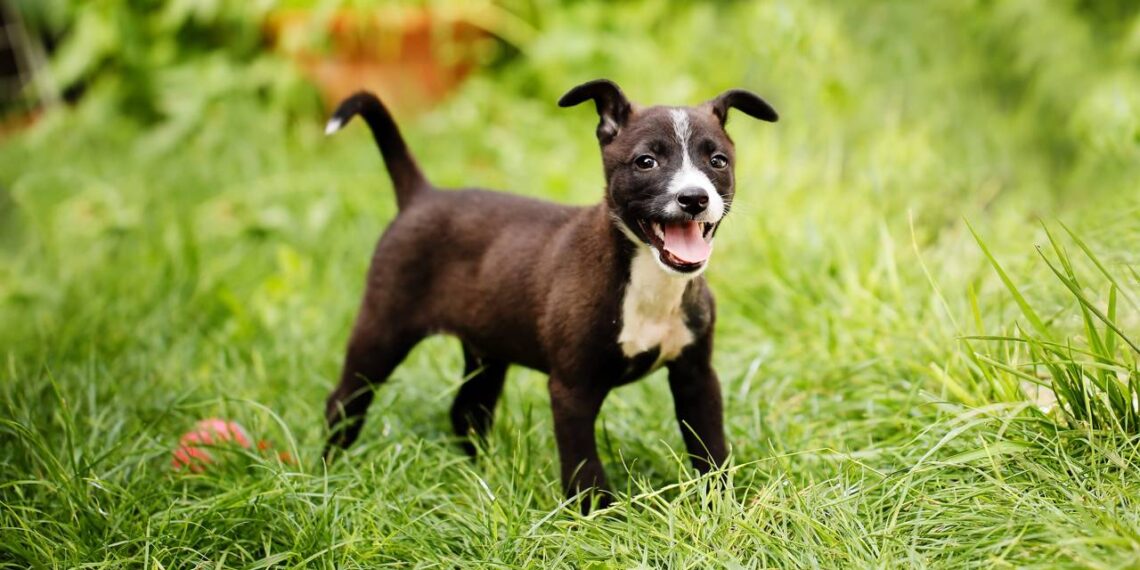 cachorro