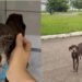 Cão idoso e abandonado, encontra lar e pela primeira vez conhece segurança, conforto e amor