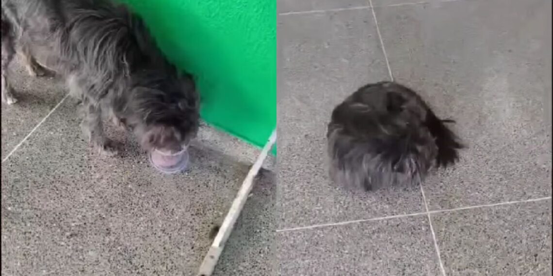 Por duas semanas cachorro ficou na porta de UPA esperando tutor e cena comove moradores