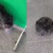 Por duas semanas cachorro ficou na porta de UPA esperando tutor e cena comove moradores