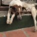 “Nunca vimos algo assim” dizem voluntários ao encontrar cachorrinhos em local abandonado