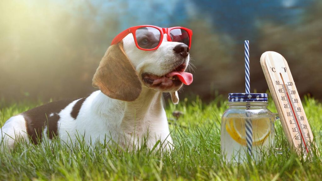 cachorro calor