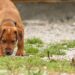 Aquela mania do seu cachorro de cheirar o chão esconde uma bússola interna conectada ao planeta Terra