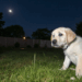 Choro noturno de cães pode indicar dor ou ansiedade e exige atenção imediata