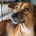 Veterinários alertam sinais de ansiedade em pets que muitos tutores ignoram no dia a dia