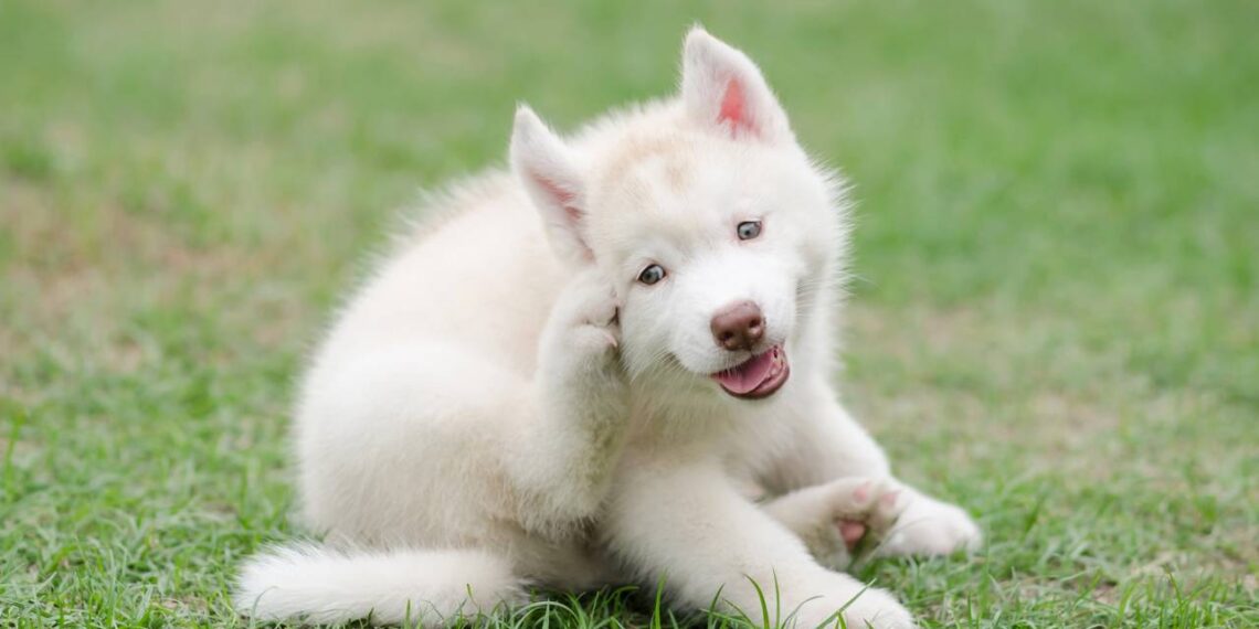 cachorro coçando