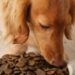 Por que alguns cães seguem a comida com o olhar antes de comer