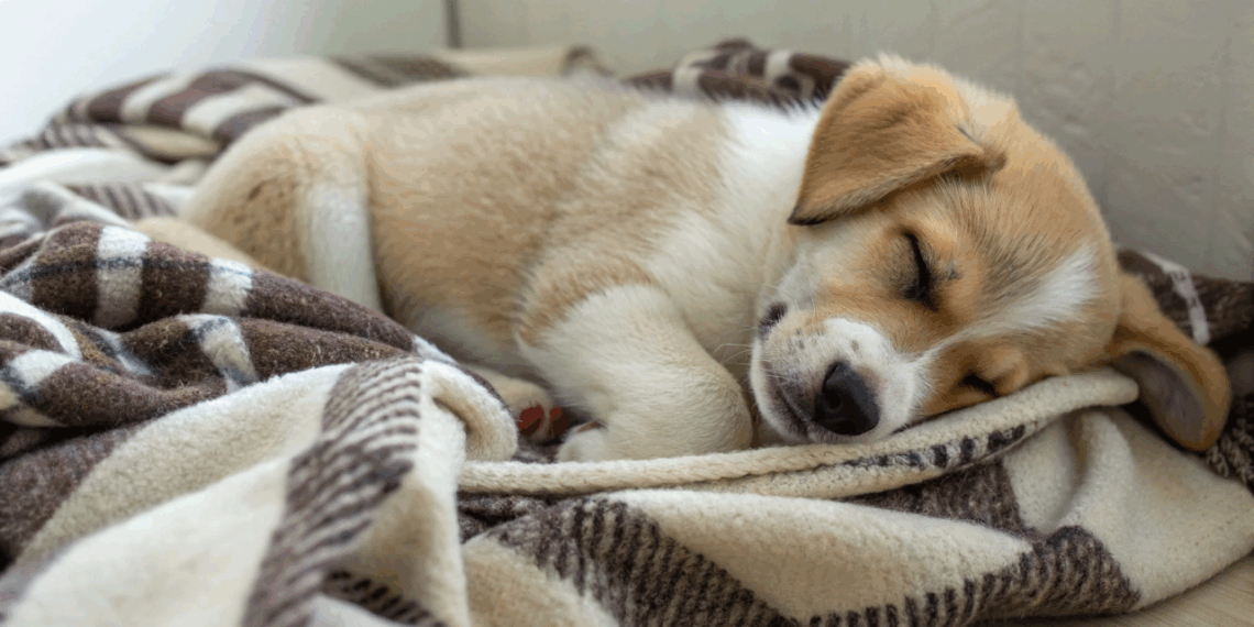 O que seu cachorro sente enquanto dorme pode surpreender você