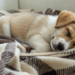 O que seu cachorro sente enquanto dorme pode surpreender você