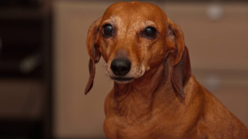 cachorro idoso