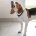 cachorro