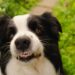 O que significa quando o cachorro rosna mas não morde
