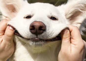 O que significa quando um cachorro abre a boca e parece sorrir ao ver alguém da família