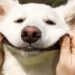 O que significa quando um cachorro abre a boca e parece sorrir ao ver alguém da família