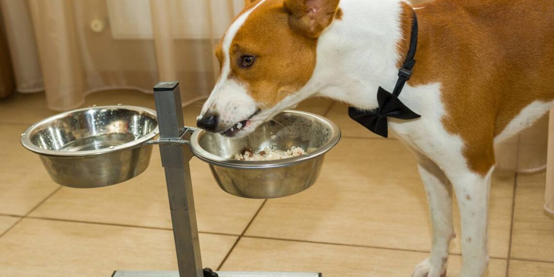 cachorro