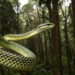 Descoberta de cobra voadora intriga cientistas de todo mundo após surgir em região isolada da Ásia