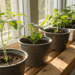 Como cultivar salsinha em casa e sempre ter tempero fresco, sem precisar de um grande jardim