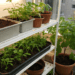 Como cultivar salsinha em casa e sempre ter tempero fresco, sem precisar de um grande jardim