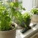 Quer folhas frescas sempre? Veja como plantar coentro em vaso de forma simples