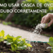 Adubo com casca de ovo ajuda no crescimento das plantas quando preparado corretamente