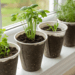 Como cultivar temperos na cozinha usando copos descartáveis sem ocupar espaço