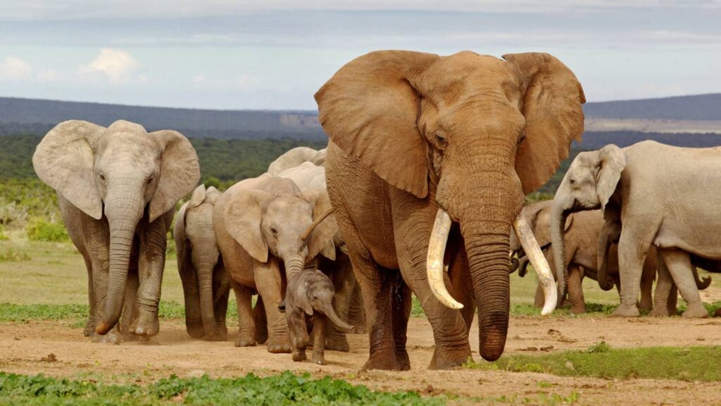 manada de elefante