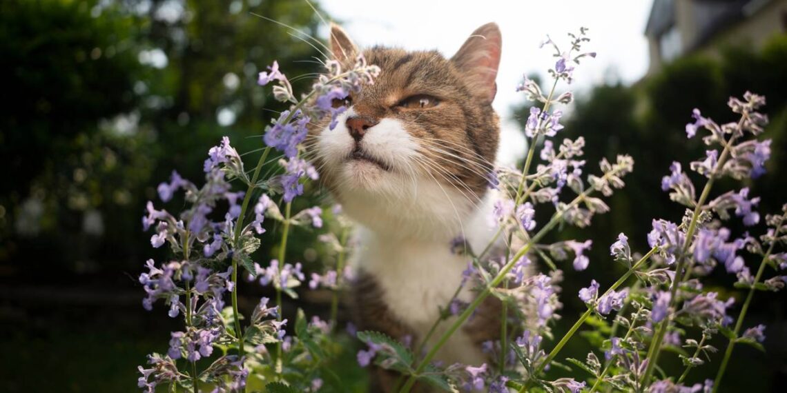 Como usar catnip para estimular brincadeiras e reduzir o tédio do gato