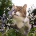 Como usar catnip para estimular brincadeiras e reduzir o tédio do gato