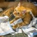 Gatos despertando à noite não é só fome: saiba os motivos e como melhorar a rotina sem estresse