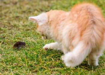 Muitos tutores ignoram, mas o seu gato precisa disso para manter a saúde mental