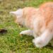 Muitos tutores ignoram, mas o seu gato precisa disso para manter a saúde mental