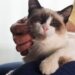 A frequência mágica que os gatos usam para curar os próprios ossos e músculos