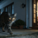 Por que seu gato corre pela casa e pula os móvis à noite e como lidar com isso