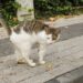 Ninguém quis adotar esse gatinho diferente até que uma família decidiu dar uma chance e tudo mudou