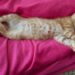 Parece que seu gato só dorme mas esse comportamento pode ter um motivo importante