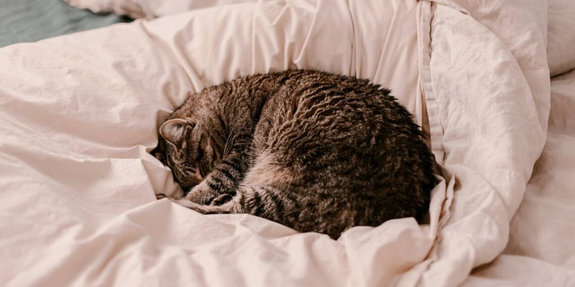 gato enrolado