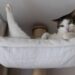 Por que os gatos gostam tanto de lugares altos e o que isso revela sobre instinto e segurança