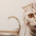 O ponto cego dos felinos e o motivo para o seu gato parecer perdido com a comida no chão