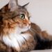 A genética que faz do gato de três cores um verdadeiro milagre da biologia