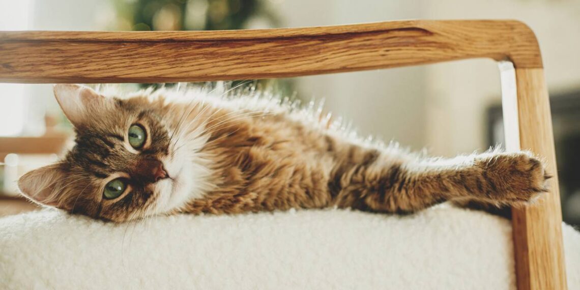 O que significa quando o gato pisca lentamente para você