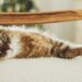 O que significa quando o gato pisca lentamente para você