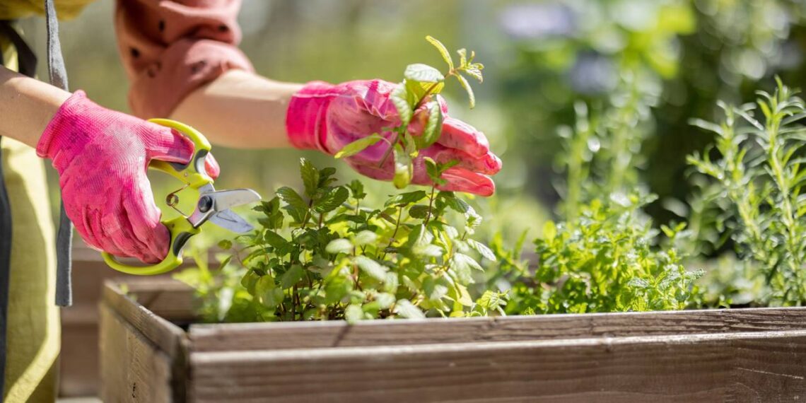 Jardim perfumado e sem formigas: conheça as plantas que funcionam como repelentes naturais