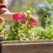 Jardim perfumado e sem formigas: conheça as plantas que funcionam como repelentes naturais