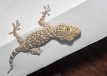 lagartixa