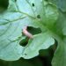 As folhas apareceram cheias de furos? O motivo pode estar escondido na terra úmida do seu jardim